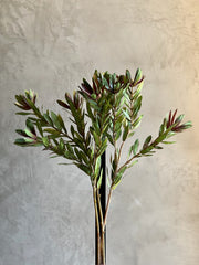 Follaje Wild Protea