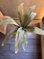 Follaje Agave Stem