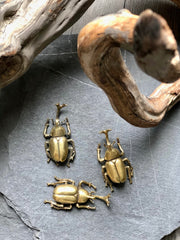 Escarabajo Metal Cuerno