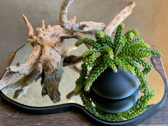 Jarrón Madera Paulownia