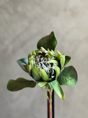 Follaje King Protea