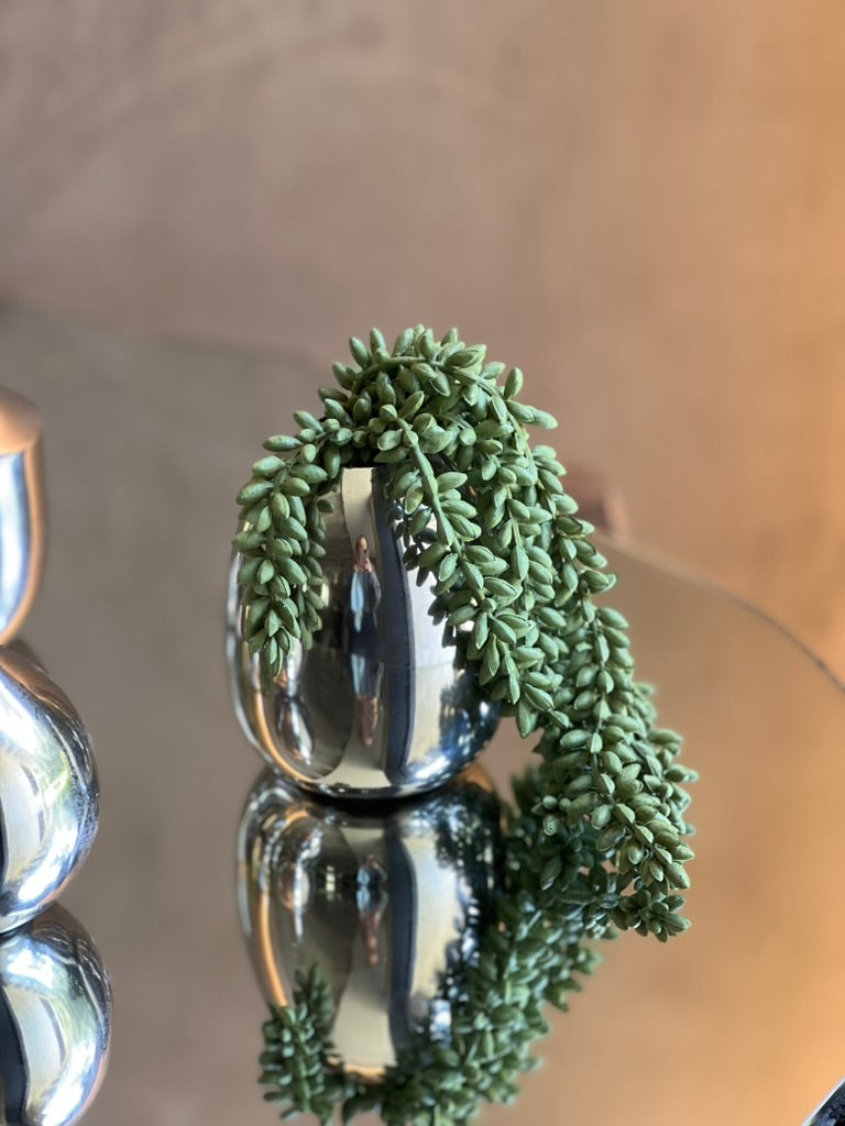 Follaje Sedum Hanging