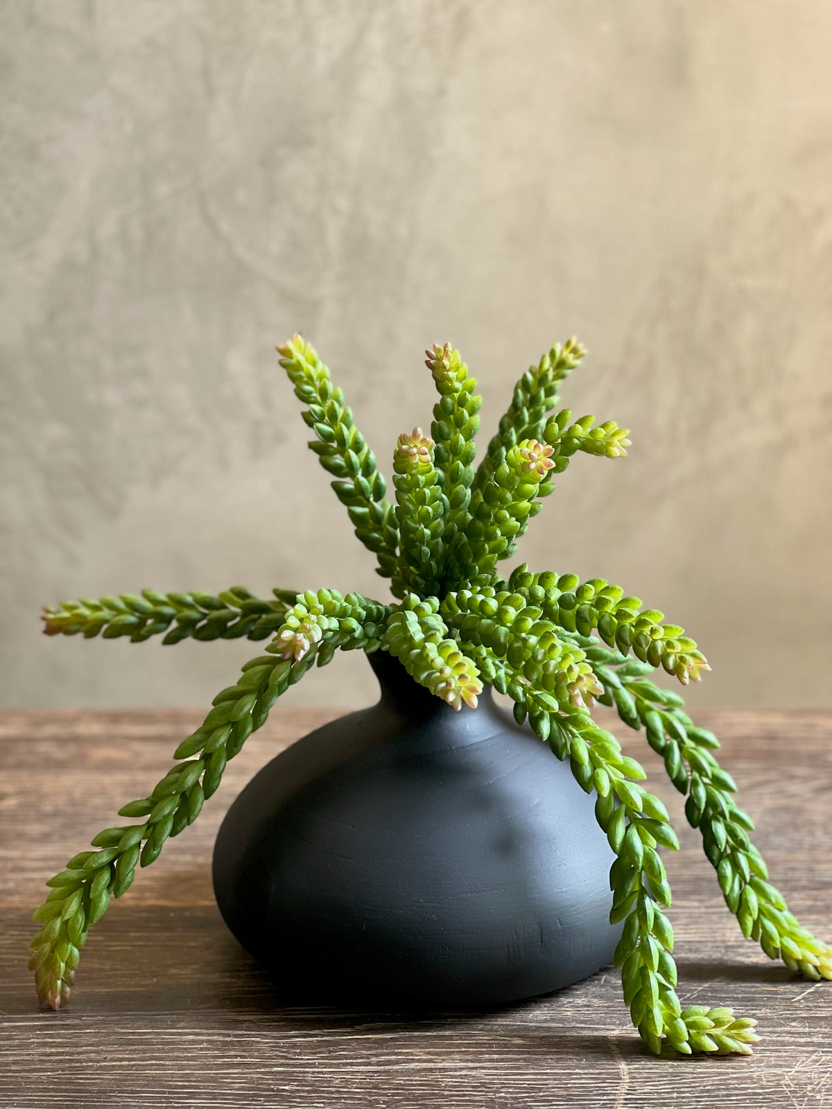 Follaje Touch Sedum