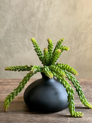 Follaje Touch Sedum