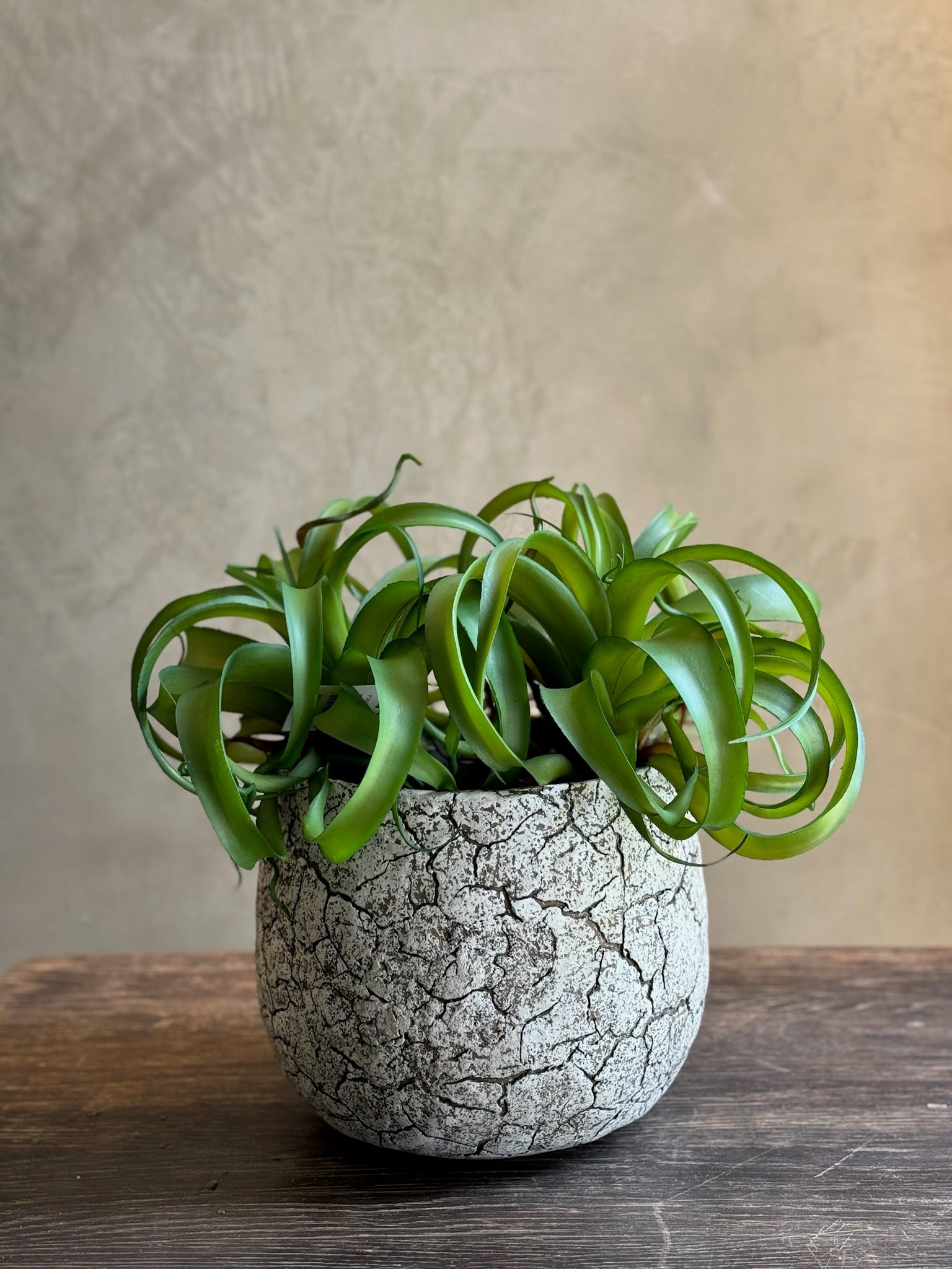 Follaje Bromelia