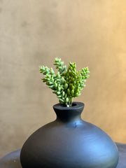 Follaje Sedum Pick