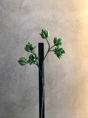 Follaje Petite Succulent
