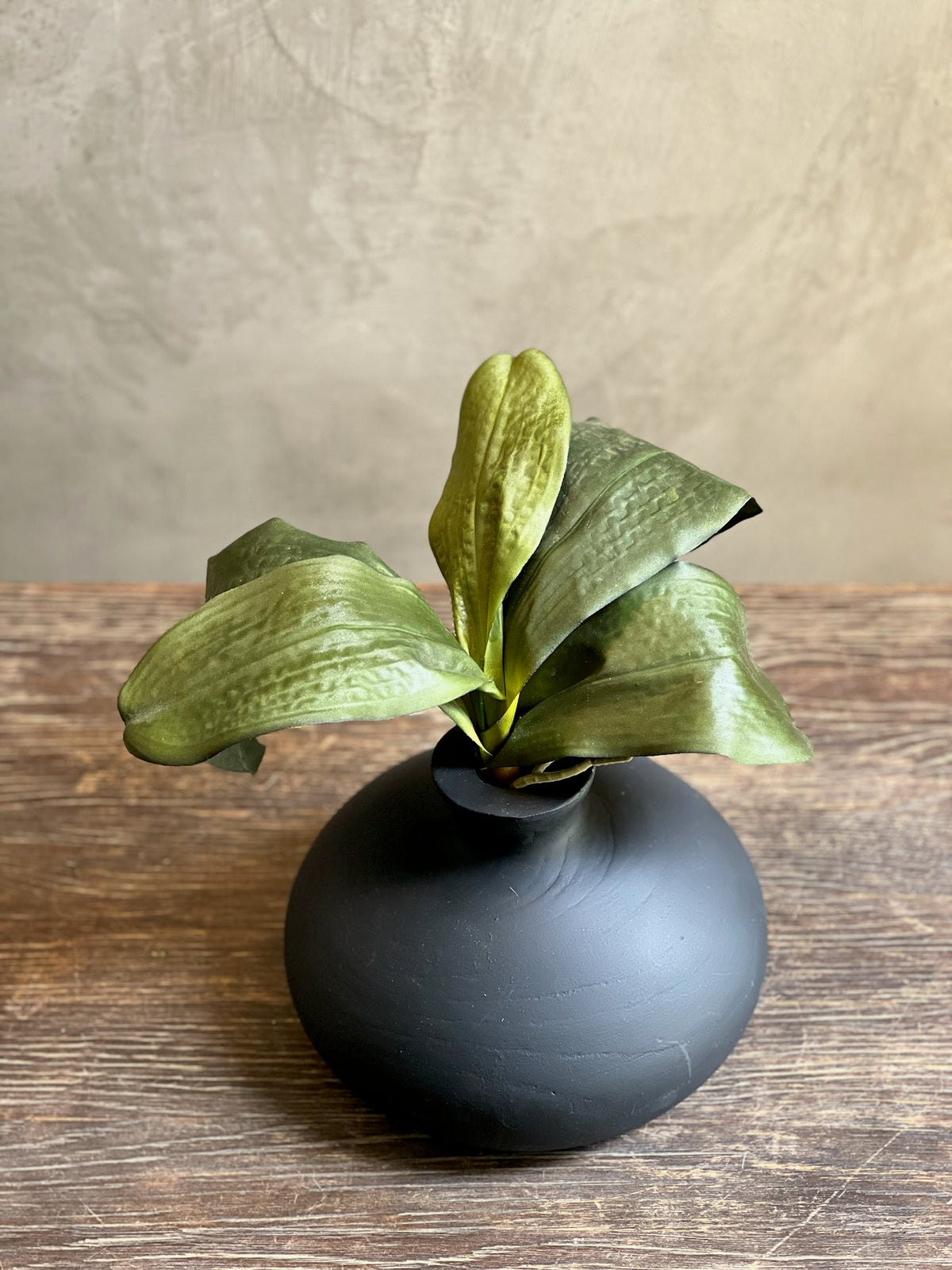 Follaje Hoja Orquidea Chica