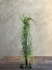 Follaje Cactus Hanging Bush