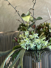 Follaje Euphorbia