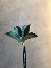 Follaje Mini Magnolia Leaf
