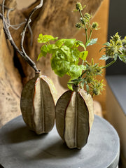 Follaje Basil Bush