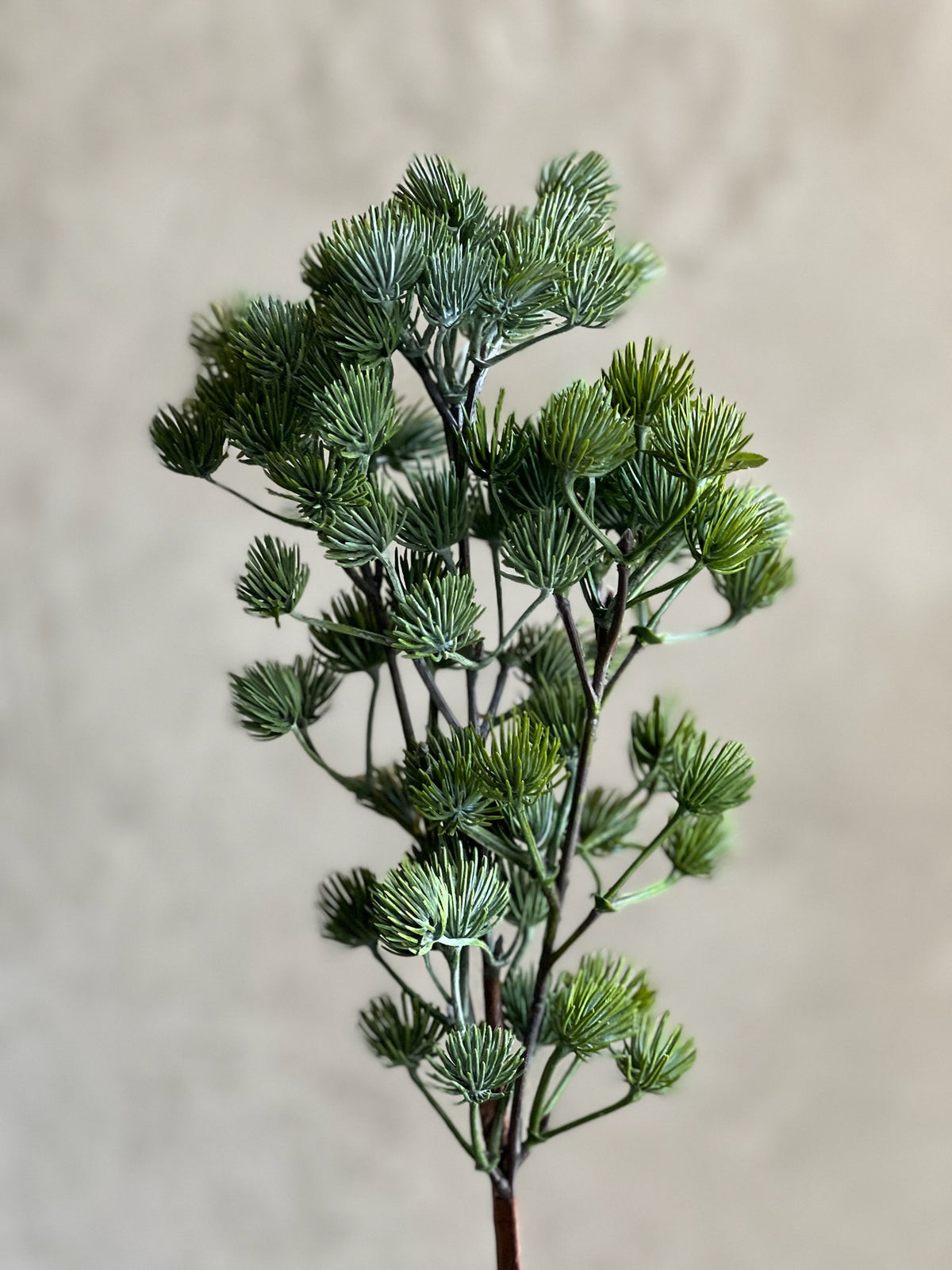 Follaje Ming Pine