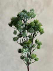 Follaje Ming Pine