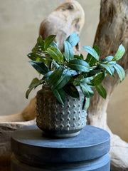 Maceta Gris