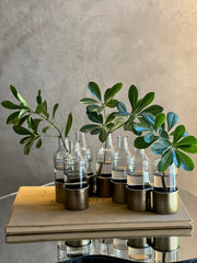 Conjunto Base Botellas