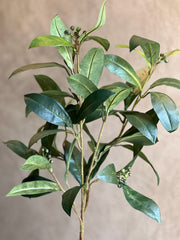 Follaje Laurel